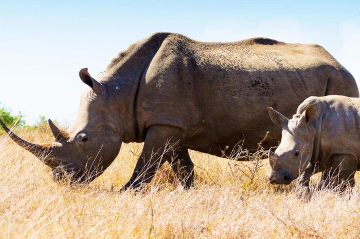 Kenia clásica de 7 días G1T