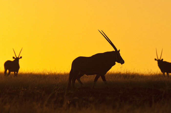 Exploración de la vida salvaje en Kenia y Uganda en 20 días G1T
