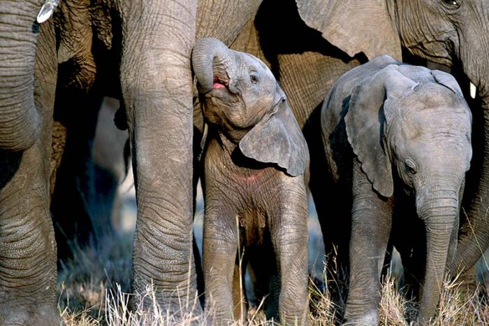 Safari de 15 días por Kenia y Ruanda G1T