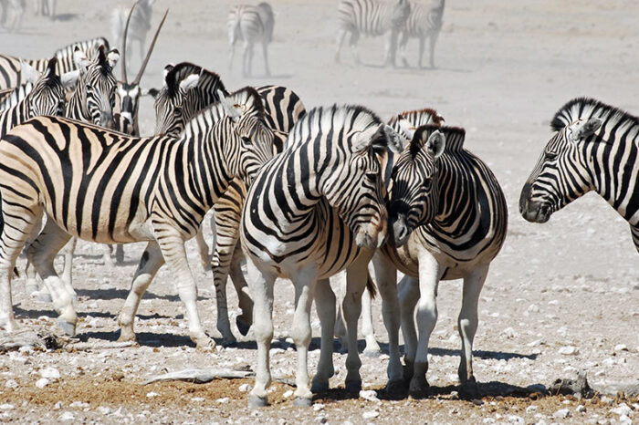 Safari de 20 días por Kenia con Ruanda y Zanzíbar G1T