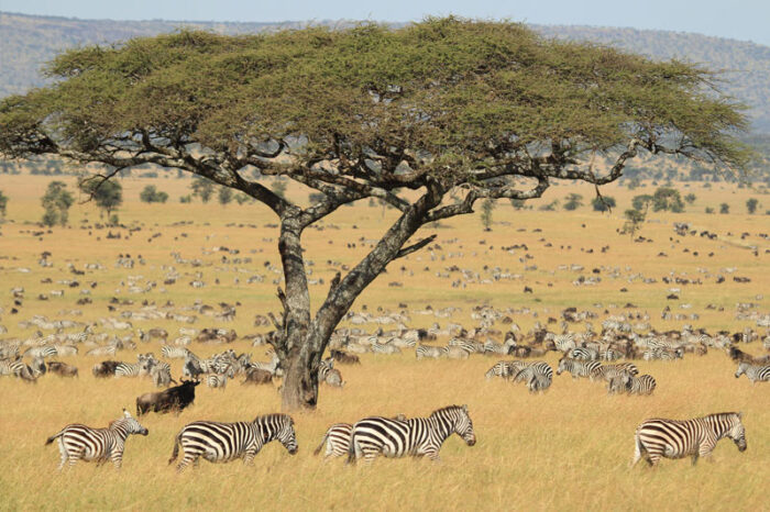 19 días en Kenia, Tanzania con Serengeti, Ruanda y Zanzíbar G1T